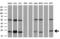 Ubiquitin Conjugating Enzyme E2 T antibody, M05874, Boster Biological Technology, Western Blot image 