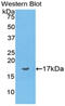 Arginine Vasopressin antibody, abx101354, Abbexa, Western Blot image 