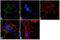 TANK Binding Kinase 1 antibody, 702283, Invitrogen Antibodies, Immunofluorescence image 