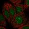 NmrA Like Redox Sensor 1 antibody, HPA041353, Atlas Antibodies, Immunofluorescence image 
