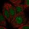 NmrA-like family domain-containing protein 1 antibody, HPA041353, Atlas Antibodies, Immunofluorescence image 