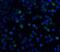 Interleukin-21 receptor antibody, 40104, QED Bioscience, Immunofluorescence image 