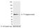 T7 epitope tag antibody, 18862, QED Bioscience, Western Blot image 