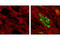 Myocyte Enhancer Factor 2C antibody, 5030T, Cell Signaling Technology, Immunofluorescence image 
