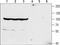 Sodium- and chloride-dependent glycine transporter 2 antibody, PA5-77457, Invitrogen Antibodies, Western Blot image 