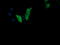 Mitogen-Activated Protein Kinase Kinase 3 antibody, LS-C787784, Lifespan Biosciences, Immunofluorescence image 