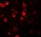 CXXC Finger Protein 4 antibody, NBP1-76491, Novus Biologicals, Immunocytochemistry image 