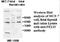 Pellino E3 Ubiquitin Protein Ligase Family Member 3 antibody, MBS416099, MyBioSource, Western Blot image 