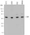 Macrophage Erythroblast Attacher antibody, AF7288, R&D Systems, Western Blot image 