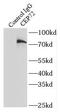 Centrosomal Protein 72 antibody, FNab01609, FineTest, Immunoprecipitation image 