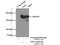 Inverted Formin, FH2 And WH2 Domain Containing antibody, 20466-1-AP, Proteintech Group, Immunoprecipitation image 