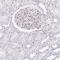 Proteasome Subunit Beta 9 antibody, HPA053280, Atlas Antibodies, Immunohistochemistry paraffin image 
