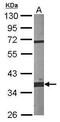 Fibrillarin antibody, PA5-27529, Invitrogen Antibodies, Western Blot image 
