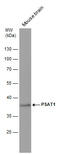 PSA antibody, GTX633623, GeneTex, Western Blot image 