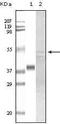 Glycogen Synthase Kinase 3 Alpha antibody, MA5-15301, Invitrogen Antibodies, Western Blot image 