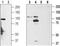 Transient receptor potential cation channel subfamily A member 1 antibody, TA328744, Origene, Western Blot image 