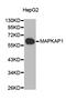 MAPK Associated Protein 1 antibody, LS-C333734, Lifespan Biosciences, Western Blot image 