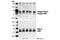 Alpha-PAK antibody, 2606T, Cell Signaling Technology, Western Blot image 