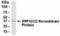 Protein Phosphatase 1 Catalytic Subunit Gamma antibody, NB100-75543, Novus Biologicals, Western Blot image 