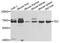 Tyrosine-protein kinase Tec antibody, orb154251, Biorbyt, Western Blot image 