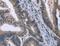 Potassium Voltage-Gated Channel Subfamily J Member 11 antibody, LS-C401634, Lifespan Biosciences, Immunohistochemistry paraffin image 