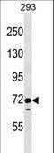 EPS8 Like 1 antibody, LS-C167793, Lifespan Biosciences, Western Blot image 