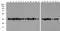 GAPDH antibody, M00227-Biotin, Boster Biological Technology, Western Blot image 