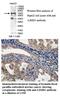 LIM Domains Containing 1 antibody, MBS415976, MyBioSource, Immunohistochemistry frozen image 