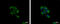Metadherin antibody, GTX100587, GeneTex, Immunofluorescence image 