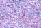 G Protein-Coupled Receptor 132 antibody, NLS1600, Novus Biologicals, Immunohistochemistry paraffin image 