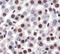 High Mobility Group Box 1 antibody, NB100-2322, Novus Biologicals, Immunohistochemistry frozen image 