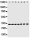 Enoyl-CoA Delta Isomerase 1 antibody, PA5-79184, Invitrogen Antibodies, Western Blot image 
