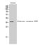 Olfactory Receptor Family 52 Subfamily E Member 2 antibody, A18781, Boster Biological Technology, Western Blot image 