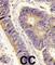 Golgi Associated PDZ And Coiled-Coil Motif Containing antibody, abx033276, Abbexa, Western Blot image 