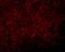 Jumonji Domain Containing 4 antibody, A16245, Boster Biological Technology, Immunofluorescence image 