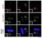 NDC80 Kinetochore Complex Component antibody, GTX70013, GeneTex, Immunofluorescence image 