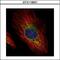 Jade Family PHD Finger 1 antibody, GTX116861, GeneTex, Immunofluorescence image 