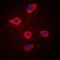 Maternal Embryonic Leucine Zipper Kinase antibody, orb224060, Biorbyt, Immunocytochemistry image 