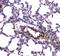 Myosin Light Chain Kinase antibody, PA5-79716, Invitrogen Antibodies, Immunohistochemistry frozen image 