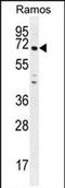 PARN Like, Ribonuclease Domain Containing 1 antibody, PA5-71526, Invitrogen Antibodies, Western Blot image 
