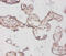 Bone Morphogenetic Protein 3 antibody, CSB-PA002739LA01HU, Cusabio, Immunohistochemistry frozen image 