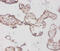 Bone Morphogenetic Protein 3 antibody, CSB-PA002739LA01HU, Cusabio, Immunohistochemistry frozen image 