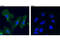 AXL Receptor Tyrosine Kinase antibody, 8661S, Cell Signaling Technology, Immunocytochemistry image 