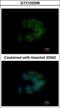 CDC42 Binding Protein Kinase Alpha antibody, GTX102598, GeneTex, Immunocytochemistry image 