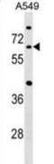 Cell Division Cycle 14A antibody, abx029358, Abbexa, Western Blot image 