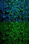 GRB2 Associated Binding Protein 1 antibody, GTX55632, GeneTex, Immunofluorescence image 