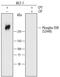 TOR antibody, MAB1665, R&D Systems, Western Blot image 