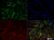Serine/threonine-protein kinase PINK1, mitochondrial antibody, NBP2-36488, Novus Biologicals, Immunofluorescence image 