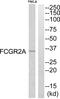 Fc Fragment Of IgG Receptor IIa antibody, abx015181, Abbexa, Western Blot image 