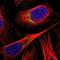 Mitochondrial RRNA Methyltransferase 3 antibody, NBP1-83845, Novus Biologicals, Immunofluorescence image 